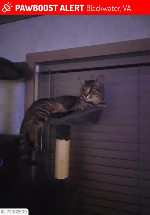 Lost Male Cat last seen Near back valley rd Blackwater va, Blackwater, VA 24221