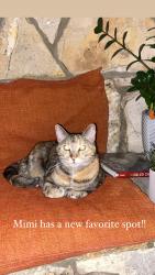 Lost Female Cat last seen Sunnyvale and Palos Verdes Dr, Rolling Hills, CA 90274
