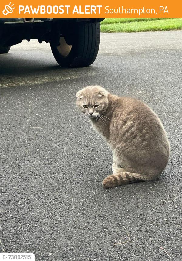 Found/Stray Unknown Cat last seen 2nd st pike and street road, Southampton, PA 18966