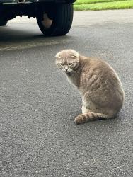 Found/Stray Unknown Cat last seen 2nd st pike and street road, Southampton, PA 18966