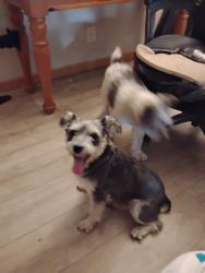 Found/Stray Unknown Dog last seen Home Ave, Broadway , Dayton, OH 45402