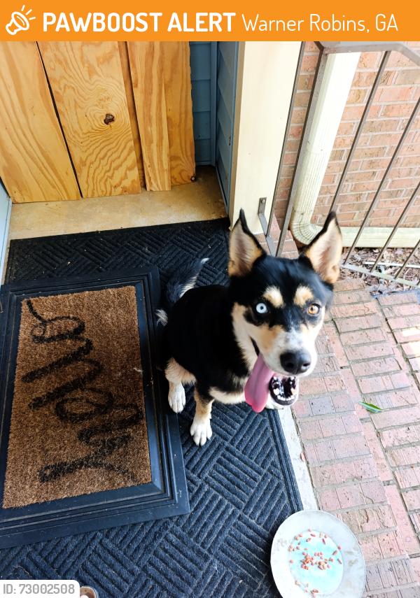 Found/Stray Female Dog last seen 1 mile south of Houston hosp on Watson, Warner Robins, GA 31088