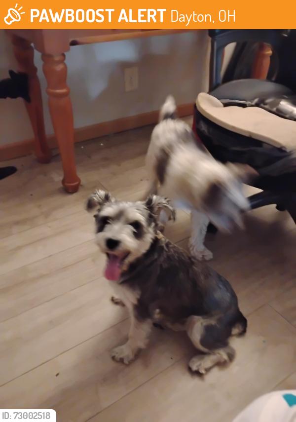 Found/Stray Unknown Dog last seen Home Ave, Broadway , Dayton, OH 45402