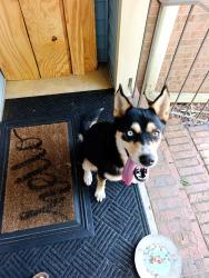Found/Stray Female Dog last seen 1 mile south of Houston hosp on Watson, Warner Robins, GA 31088