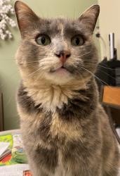 Lost Female Cat last seen Sutton Ct. and Bachman Rd., Manchester, MD, Manchester, MD 21102