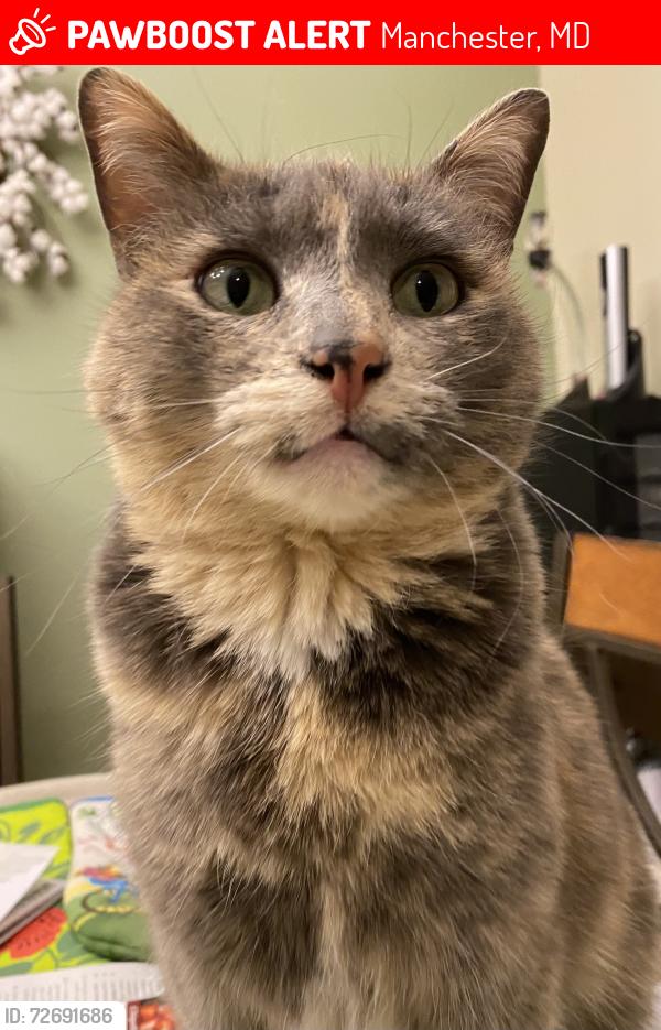 Lost Female Cat last seen Sutton Ct. and Bachman Rd., Manchester, MD, Manchester, MD 21102