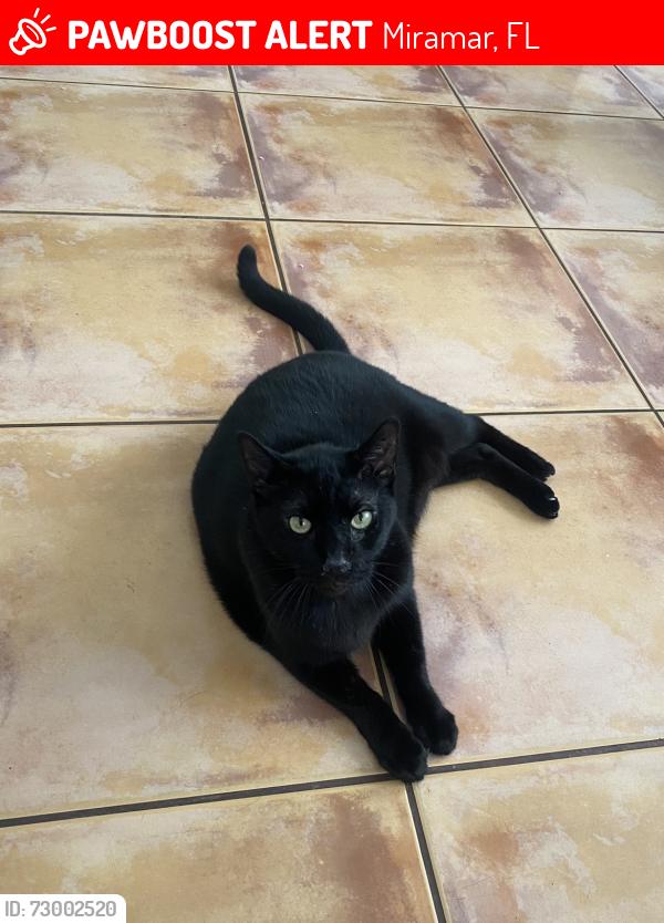 Lost Male Cat last seen SW 131st terrace Miramar fl, Miramar, FL 33027