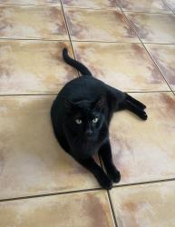 Lost Male Cat last seen SW 131st terrace Miramar fl, Miramar, FL 33027