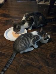 Reunited Male Cat last seen F.m. 2432, Willis, TX 77378