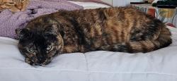 Lost Female Cat last seen Bonnie bay & Moore creek, North Las Vegas, NV 89084