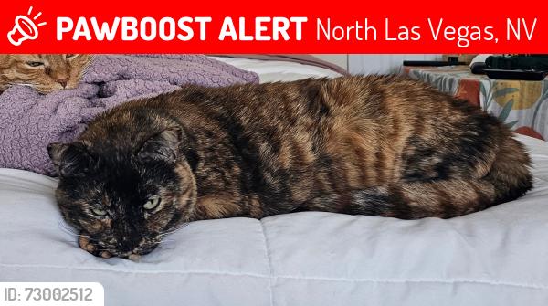 Lost Female Cat last seen Bonnie bay & Moore creek, North Las Vegas, NV 89084