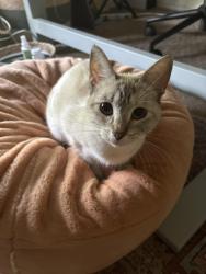 Found/Stray Female Cat last seen San Pedro, San Antonio, TX 78212