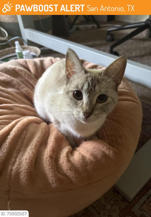Found/Stray Female Cat last seen San Pedro, San Antonio, TX 78212