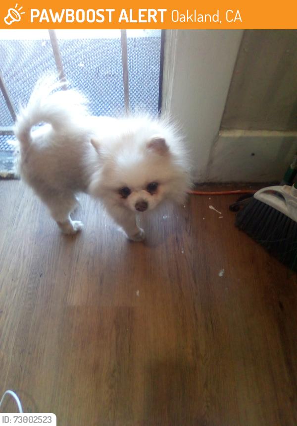 Found/Stray Male Dog last seen Foothilll, Oakland, CA 94609