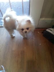 Found/Stray Male Dog last seen Foothilll, Oakland, CA 94609