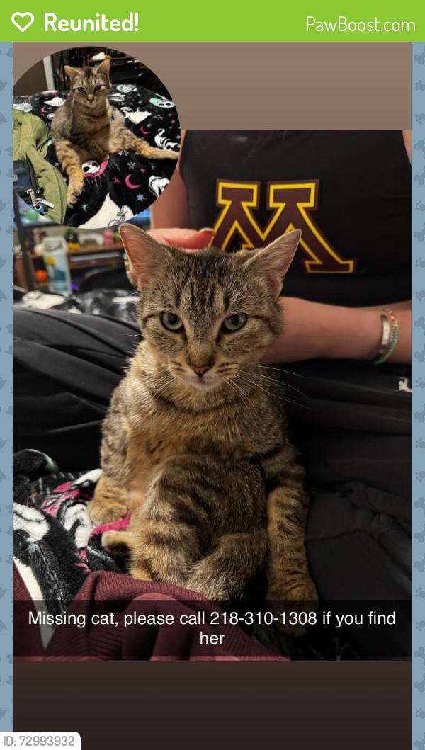 Reunited Female Cat last seen Doyle apmts, Minneapolis, MN 55414