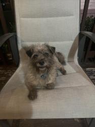 Lost Male Dog last seen Huddleston st , Haltom City, TX 76137