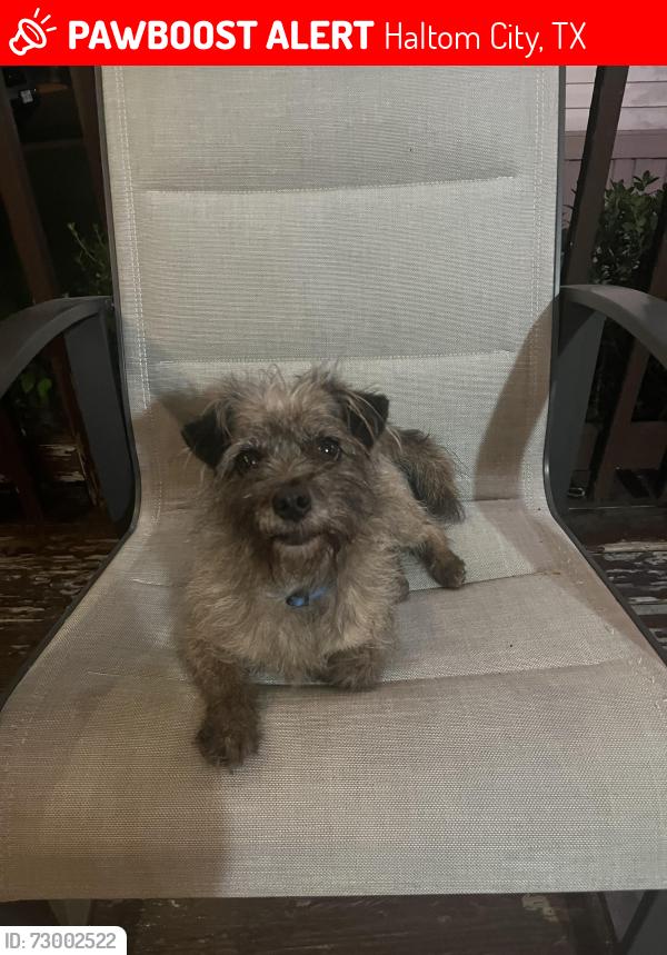Lost Male Dog last seen Huddleston st , Haltom City, TX 76137