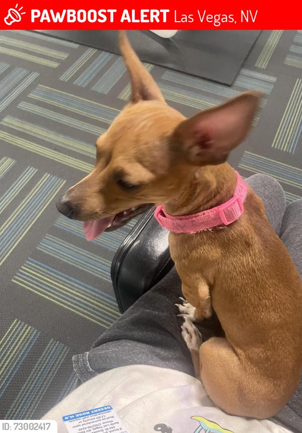 Lost Female Dog last seen Near s tree line dr north Las Vegas nv , Las Vegas, NV 89142