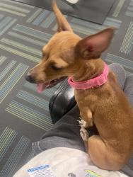 Lost Female Dog last seen Near s tree line dr north Las Vegas nv , Las Vegas, NV 89142