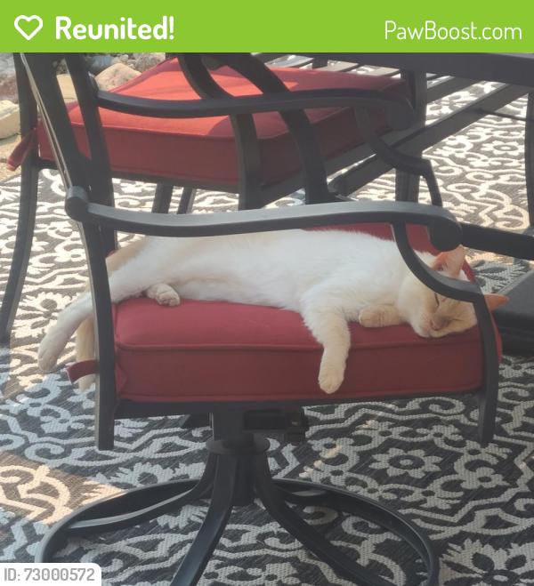 Reunited Male Cat last seen Near and hoover, Warren, MI 48093