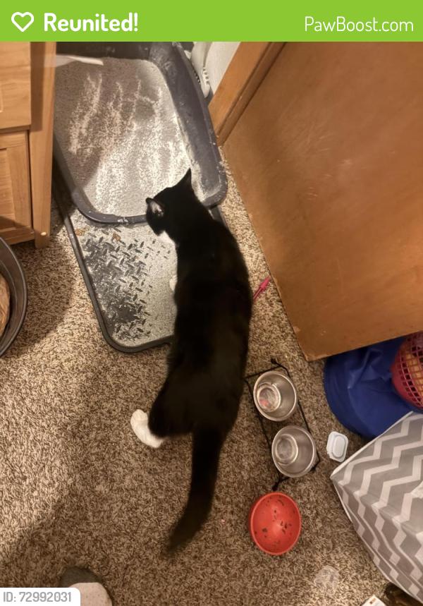 Reunited Male Cat last seen Snelling Ave and Fry street , Saint Paul, MN 55104