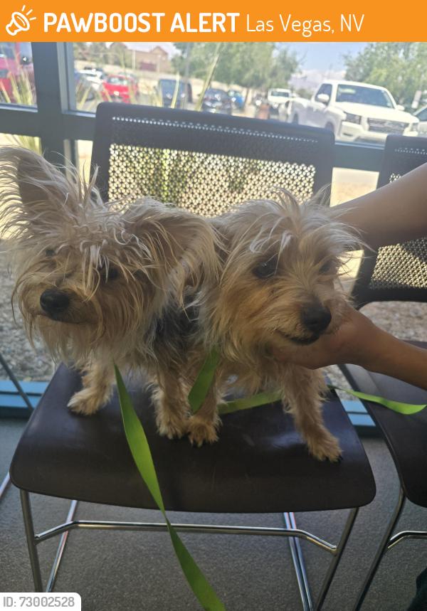 Found/Stray Female Dog last seen St. Louis and e. sahara, Las Vegas, NV 89104