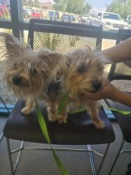 Found/Stray Female Dog last seen St. Louis and e. sahara, Las Vegas, NV 89104