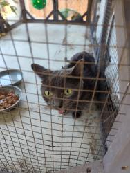 Found/Stray Unknown Cat last seen Near dollar tree parking lot. Broadway and Massachusetts , Lemon Grove, CA 91945