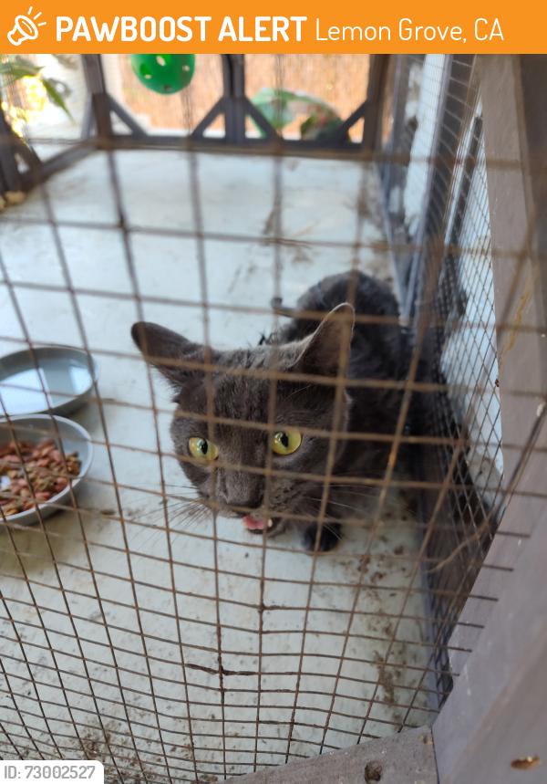 Found/Stray Unknown Cat last seen Near dollar tree parking lot. Broadway and Massachusetts , Lemon Grove, CA 91945