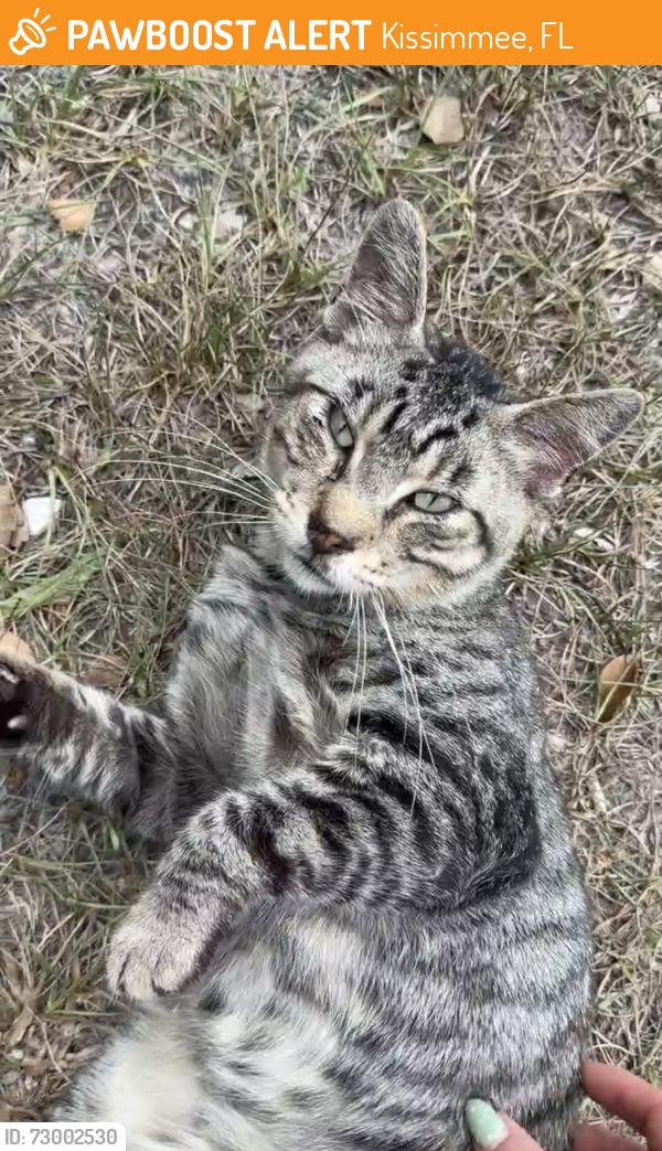 Found/Stray Male Cat last seen Orange Gardens Community on Virginia Dr, Kissimmee, FL 34741