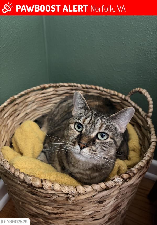 Lost Female Cat last seen Nathan Ave and Lillian ave, Norfolk, VA 23518