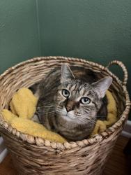 Lost Female Cat last seen Nathan Ave and Lillian ave, Norfolk, VA 23518