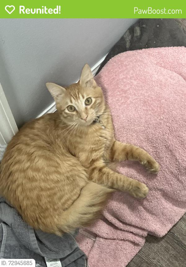 Reunited Male Cat last seen Pearl Davis Road near the new DG on Bemiss, Bemiss, GA 31605