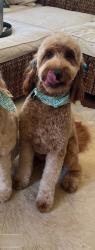 Lost Female Dog last seen Crossroads Church, Eads, TN 38028