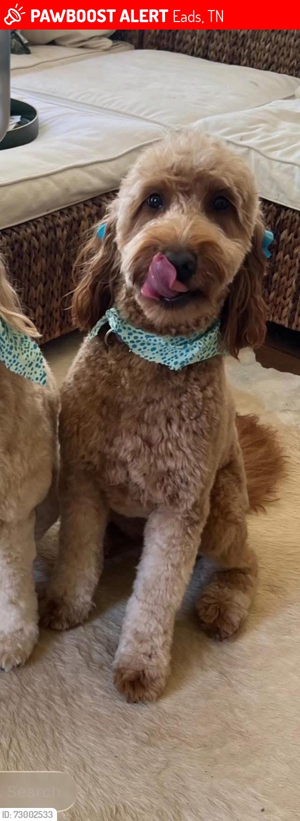 Lost Female Dog last seen Crossroads Church, Eads, TN 38028