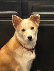 Reunited Male Dog last seen Whirlaway st , Waxahachie, TX 75165