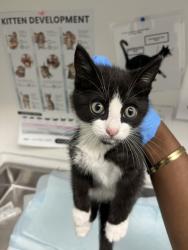 Shelter Stray Male Cat last seen Near 12th Ave, Oakland, CA, 1101 29th Ave, Oakland, CA 94601, USA