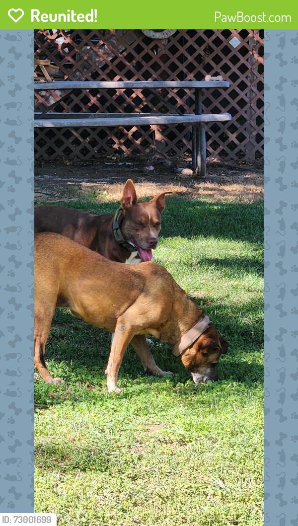 Reunited Male Dog last seen Palm Ave, Riverside, CA 92506