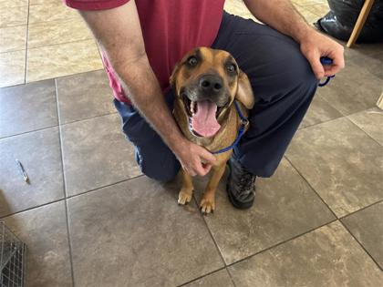 Shelter Stray Female Dog last seen Near OAK MEADOWS CV, Williamson County, TX, 1855 SE Inner Loop, Georgetown, TX 78626, USA