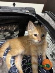 Shelter Stray Male Cat last seen Near Hemphill Ave NW, Atlanta, GA, 1251 Fulton Industrial Blvd NW, Atlanta, GA 30336, USA