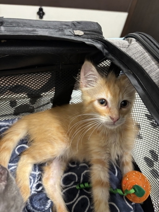 Shelter Stray Male Cat last seen Near Hemphill Ave NW, Atlanta, GA, 1251 Fulton Industrial Blvd NW, Atlanta, GA 30336, USA