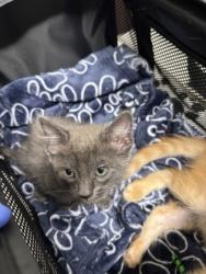 Shelter Stray Male Cat last seen Near Hemphill Ave NW, Atlanta, GA, 1251 Fulton Industrial Blvd NW, Atlanta, GA 30336, USA