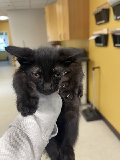 Shelter Stray Male Cat last seen Hillcrest St & Lee St., 75149, TX, 1650 Gross Rd, Mesquite, TX 75149, USA