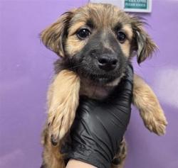 Shelter Stray Female Dog last seen Near MESQUITE BUSH, CITY of El Paso, TX, 5001 Fred Wilson Ave, El Paso, TX 79906, USA