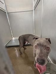 Shelter Stray Male Dog last seen Near Fair Park Blvd, South District, TX, 355 Hillshire Dr, Haslet, TX 76052, USA