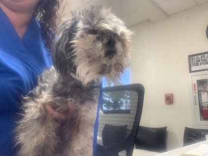 Shelter Stray Female Dog last seen Near Horman Ave, North District, TX, 355 Hillshire Dr, Haslet, TX 76052, USA