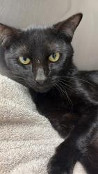 Shelter Stray Male Cat last seen LEDGESTONE DR & WENTWORTH ST, West District, TX, 355 Hillshire Dr, Haslet, TX 76052, USA