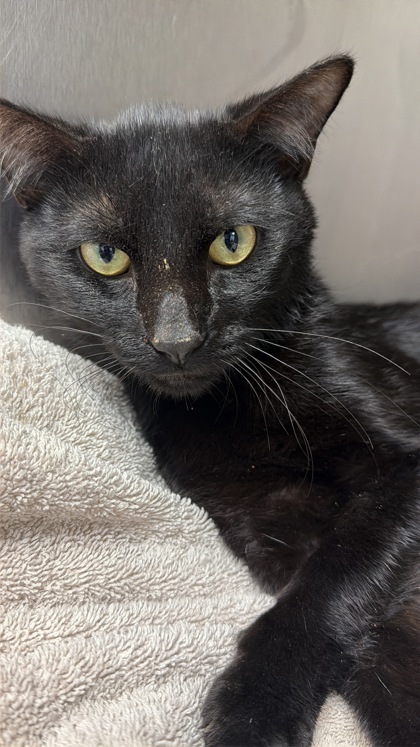 Shelter Stray Male Cat last seen LEDGESTONE DR & WENTWORTH ST, West District, TX, 355 Hillshire Dr, Haslet, TX 76052, USA