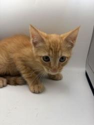 Shelter Stray Male Cat last seen Near Locarno Dr., Knox County GP, TN, 3201 Division St, Knoxville, TN 37919, USA